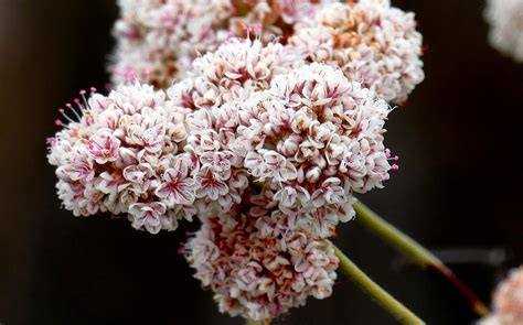 California Buckwheat Flower Photograph by Hamid Moham