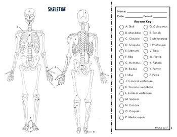 Skeletal System Coloring Worksheet