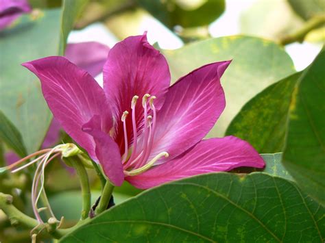 Bauhinia x blakeana (Blake's bauhinia, Camel's Foot, Hong Kong Orchid ...