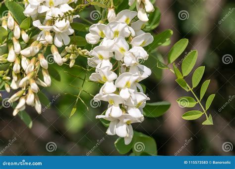 Flower Of Black Locust Robinia Pseudoacacia Closeup Stock Image