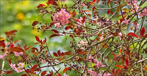 Philippine Native Trees with the Most Beautiful Flowers - Discover The ...