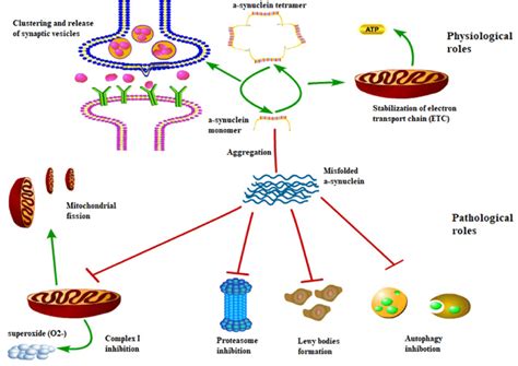 Physiological And Pathological Functions Of α Syn Under Physiological