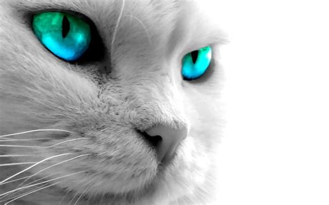 Blue Eyed White Cat Cat Bonito White Blue Eyes Hd Wallpaper Peakpx