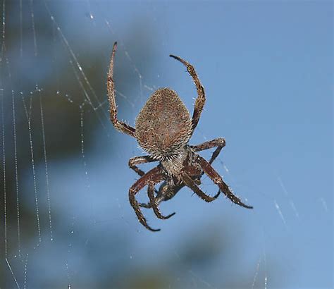 Orb Weaver Eriophora Ravilla Bugguide Net