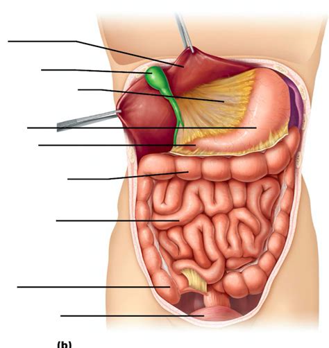 ab organs Diagram | Quizlet