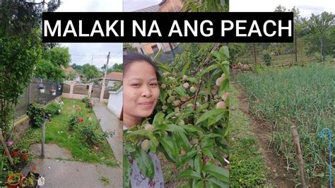 Ang Lakas Ng Ulan Ganito Na Kalaki Ang Peach Daming Bunga Youtube