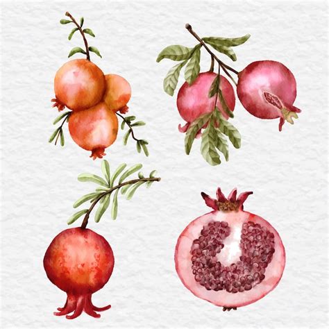 Premium Vector Watercolor Pomegranate Fruit Set