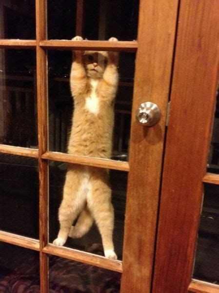 Open The Efing Door1 Funny Cat Pictures