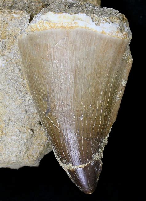 Large 2 2 Mosasaur Prognathodon Tooth In Matrix 18743 For Sale