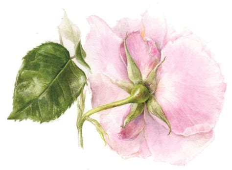 Botanical Paintings By Elaine Searle Botanical Painting Botanical