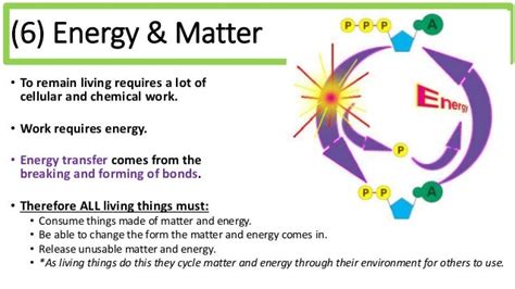 Biology Unit 1 Notes Living Requirements