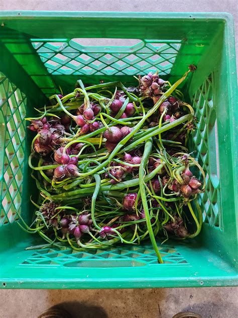 Next year's onion seed! | Scrolller