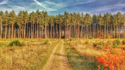 Thetford Forest Park - Heroes Of Adventure