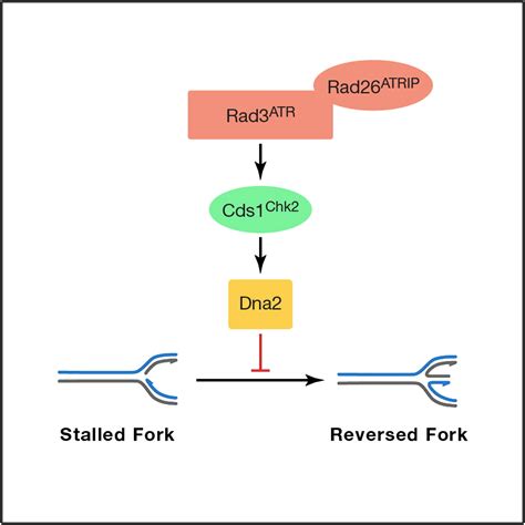 The Intra S Phase Checkpoint Targets Dna To Prevent Stalled