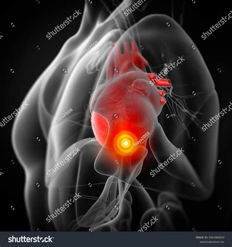 3d Rendering Human Heart Side View Stock Illustration 2061969020 ...