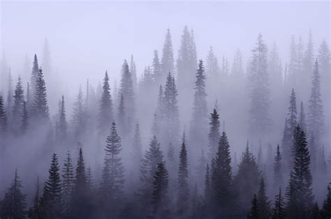 Misty Forest Wallpapers - Top Free Misty Forest Backgrounds ...