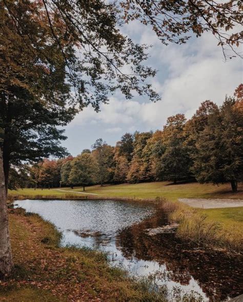 Spoil Your Dog at 5 Michigan Pet Friendly Resorts | Alia Rose Writes