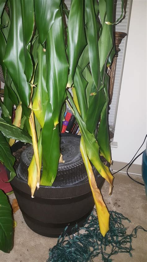 Dracaena Plant Dying In The Ask A Question Forum