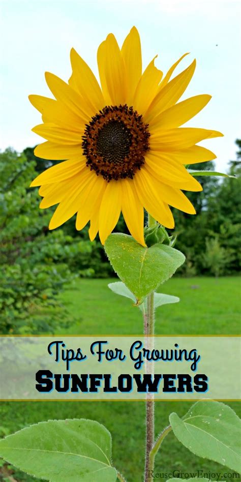 Tips For Growing Sunflowers And Types Uses Reuse Grow Enjoy Artofit