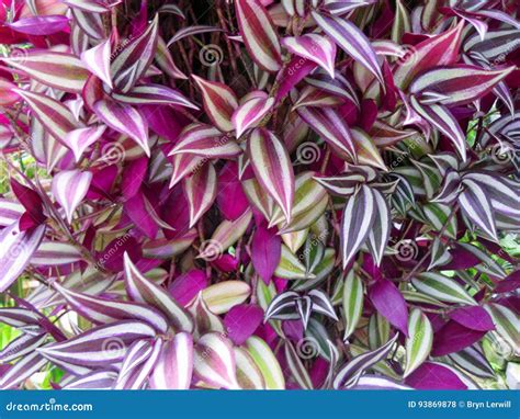 Variegated Plant Leaves Nature Background Of Monstera Or Split Leaf