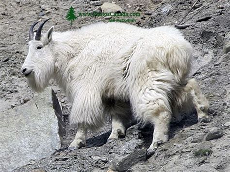 Slide Show for album :: Mountain Goats Photos, Jasper National Park ...