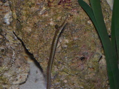 The Online Zoo Dusky Pipefish