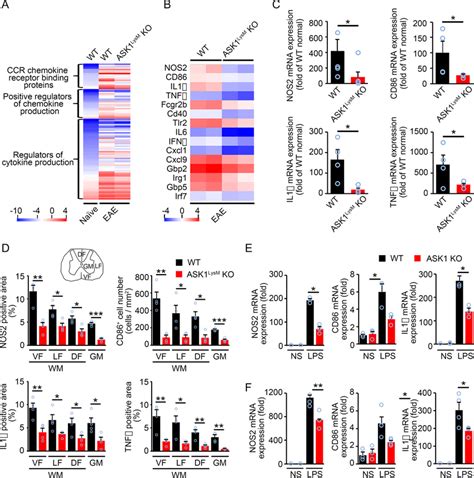 Ask Is Involved In Proinflammatory Microglia Macrophage Polarization