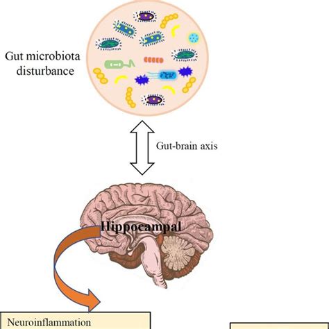 The Potential Role Of Gut Microbiota In The Pathogenesis Of