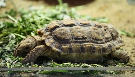 Speckled Tortoise Facts - All Turtles