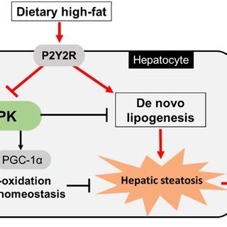 A Schematic Diagram Illustrating The Role Of P Y R In Hfd Induced