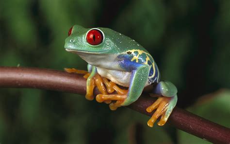 Download Frog Animal Red Eyed Tree Frog Hd Wallpaper