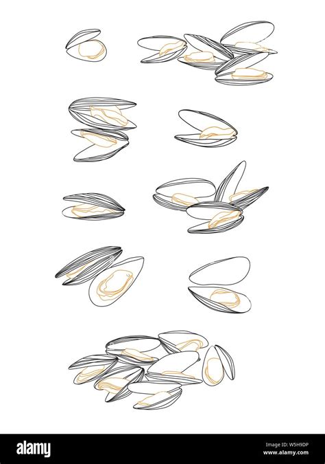 Simple And Detailed Mussels Sketch Set On White Isolated Molluscs