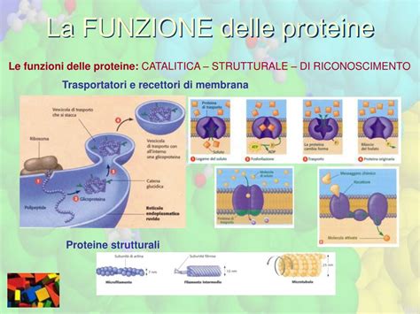 PPT Citologia Della Sintesi Delle Proteine PowerPoint Presentation