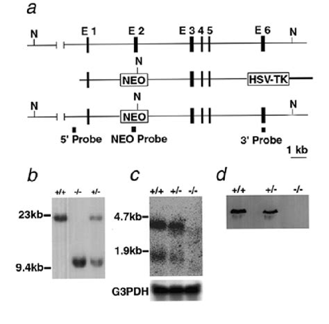 Generation Of Bsg Mice By Gene Targeting A Restriction Map Of The