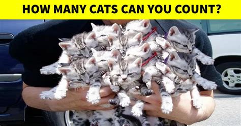 How Fast Can You Count The Number Of Kittens In This Picture? - Small Joys