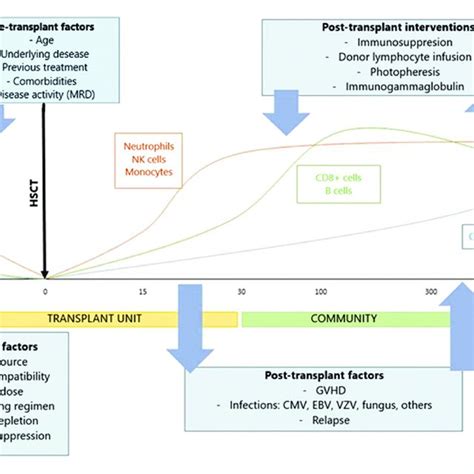 Factors Involved And Expected Immune Reconstitution In The