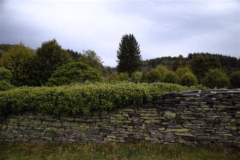 Hedera Hibernica Auf Alter Mauer Um Friedhof In Monschau Deutschland