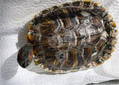 Turtle Shell Rot Vet Explained Treatment Causes Prevention