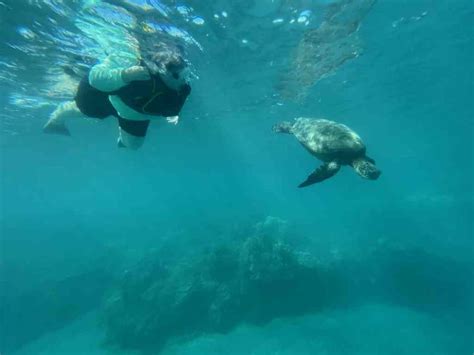 Turtle Town Snorkeling Maui: From Shore Tour Review