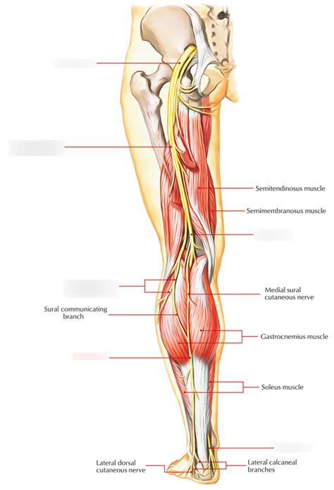 Diagram Of Sural Nerve Quizlet