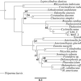 Maximum Likelihood Phylogram Inferred From Twenty Chloroplast Encoded