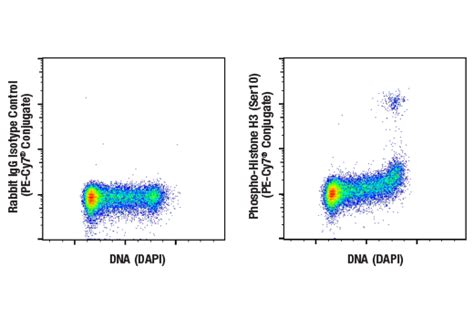 Phospho Histone H Ser D C Xp Rabbit Mab Pe Cy Conjugate