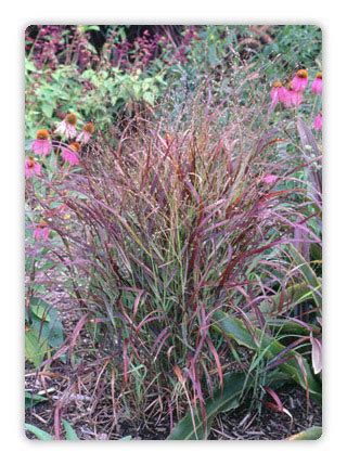 Panicum Virgatum Shenandoah Grass Picket Fence Greenhouse Gardens