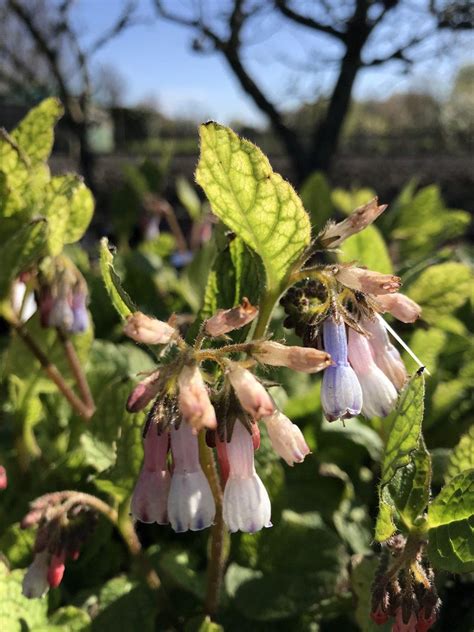 X Symphytum Grand Hidcote Blue Gewone Smeerwortel P Pot X