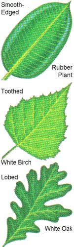 Parts of a Leaf - Riddle Trees Web Quest