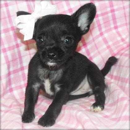 Black Chihuahua Puppies Pictures : Biological Science Picture Directory ...