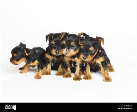 Yorkshire Terrier Puppies Hi Res Stock Photography And Images Alamy