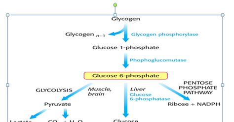 Three fates of Glucose-6-phosphate