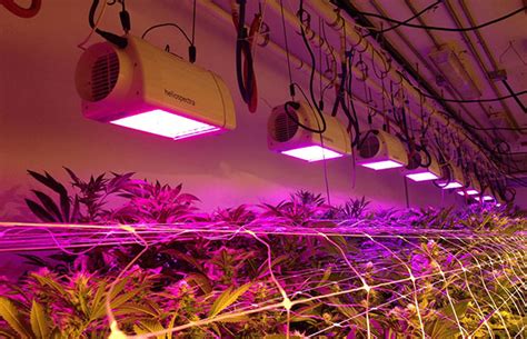 Affordable Marijuana Grow Lights - Marijuana Blog