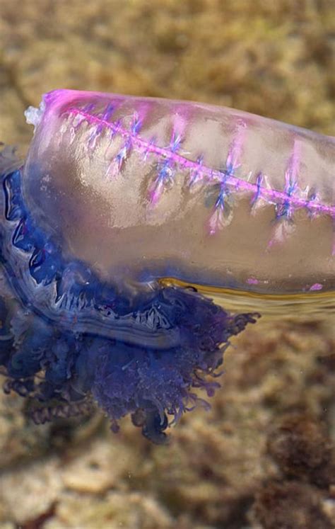 Estas Son Las Playas Con Alerta Por Presencia De Carabela Portuguesa